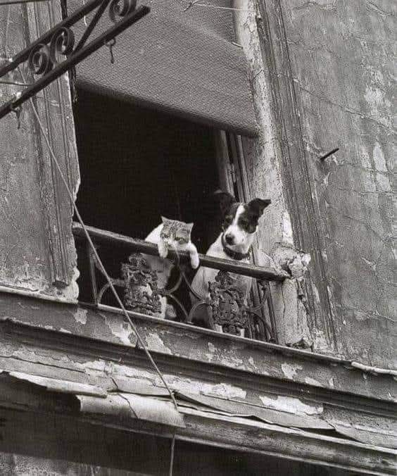 chat-chien